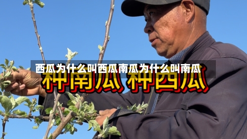 西瓜为什么叫西瓜南瓜为什么叫南瓜