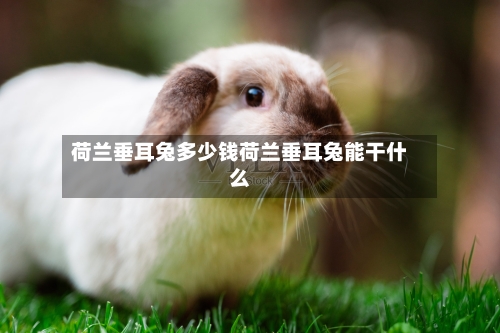 荷兰垂耳兔多少钱荷兰垂耳兔能干什么