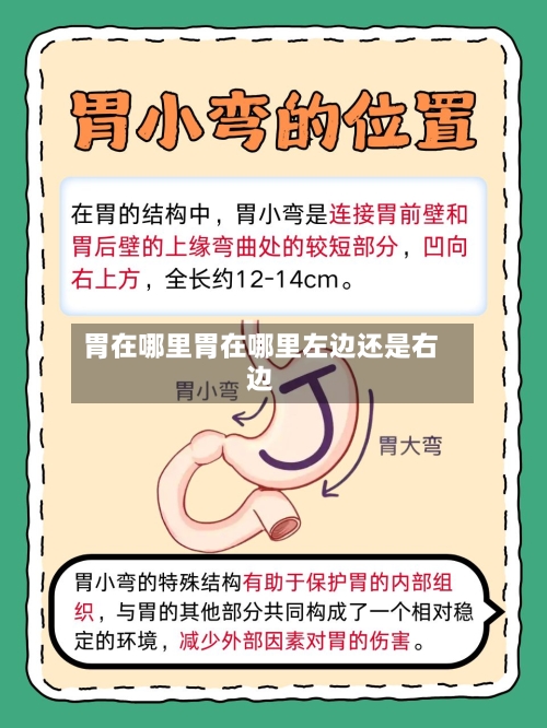 胃在哪里胃在哪里左边还是右边