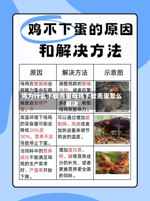 鸡为什么下软壳蛋母鸡下软壳蛋怎么解决