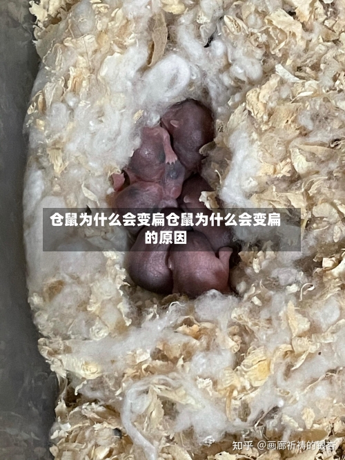 仓鼠为什么会变扁仓鼠为什么会变扁的原因