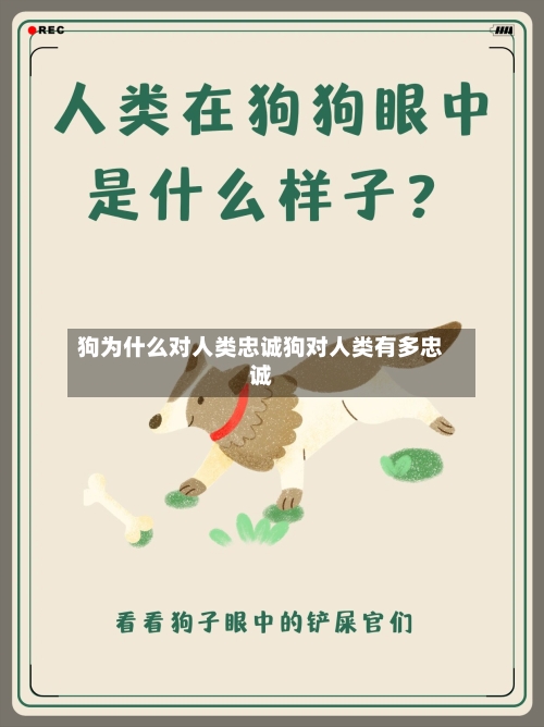 狗为什么对人类忠诚狗对人类有多忠诚