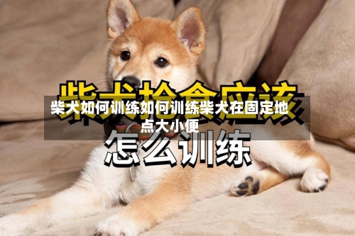 柴犬如何训练如何训练柴犬在固定地点大小便