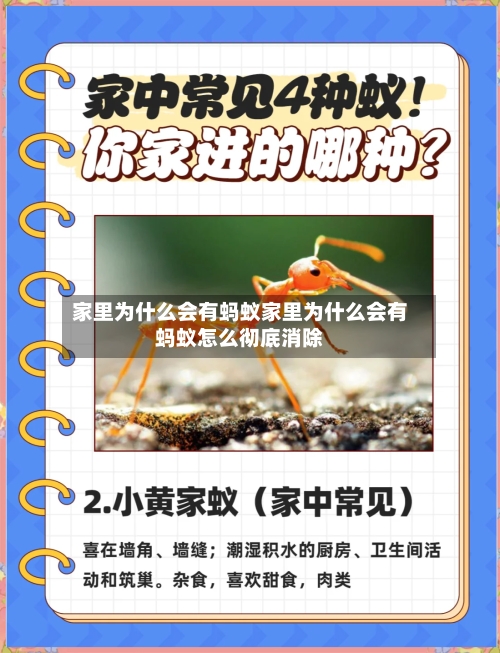 家里为什么会有蚂蚁家里为什么会有蚂蚁怎么彻底消除