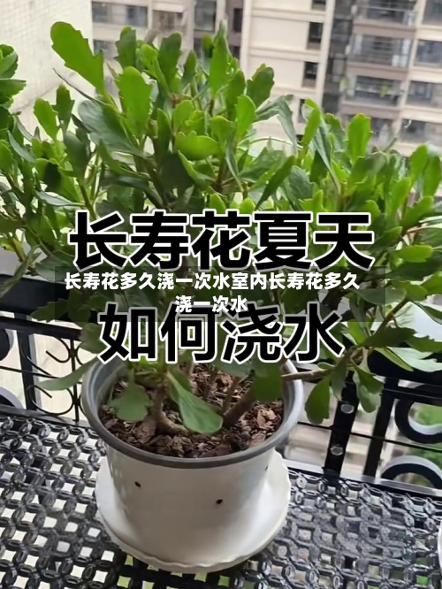 长寿花多久浇一次水室内长寿花多久浇一次水