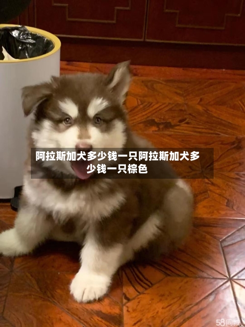 阿拉斯加犬多少钱一只阿拉斯加犬多少钱一只棕色