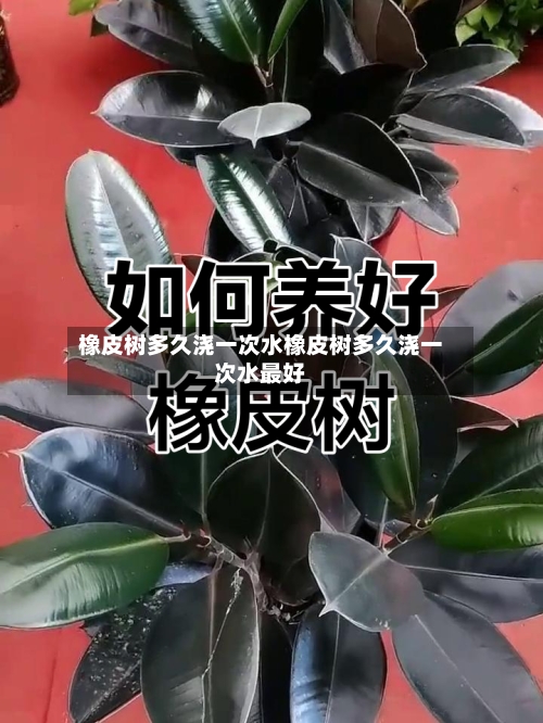 橡皮树多久浇一次水橡皮树多久浇一次水最好