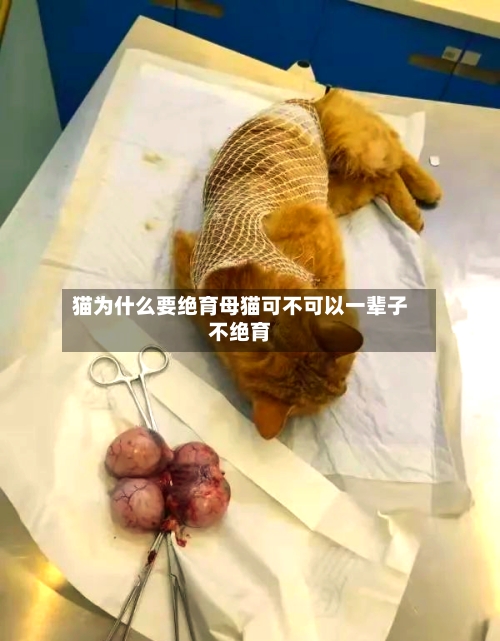 猫为什么要绝育母猫可不可以一辈子不绝育