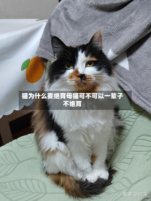 猫为什么要绝育母猫可不可以一辈子不绝育