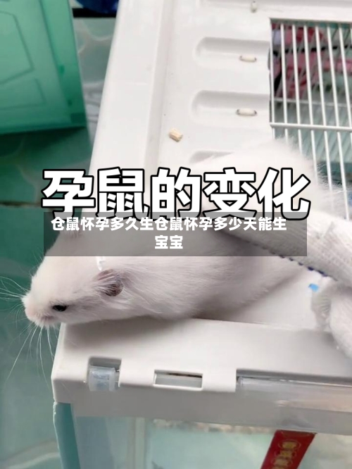 仓鼠怀孕多久生仓鼠怀孕多少天能生宝宝