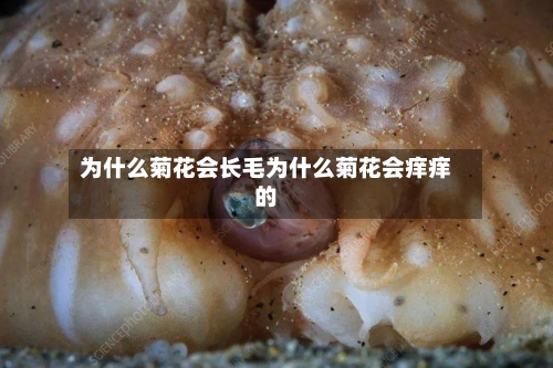 为什么菊花会长毛为什么菊花会痒痒的