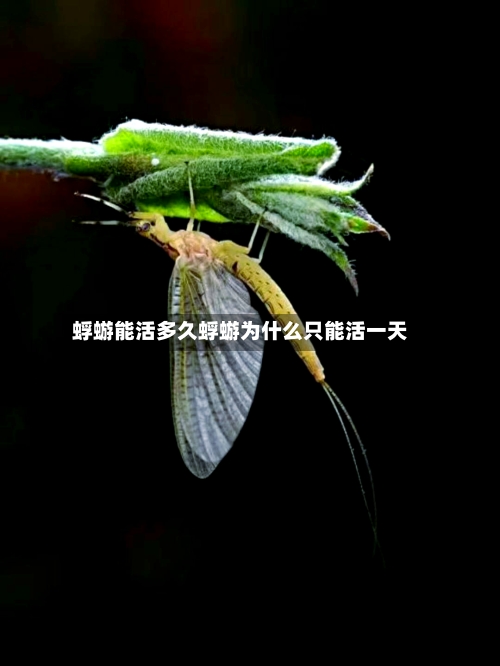 蜉蝣能活多久蜉蝣为什么只能活一天