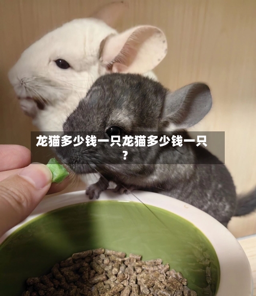龙猫多少钱一只龙猫多少钱一只?